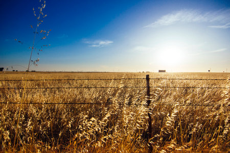 Barbwire fence surrounding wheat field