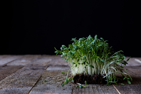 Cress on old kitchen table, black background, old boardsの写真素材