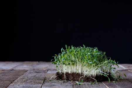 Cress on old kitchen table, black background, old boardsの写真素材