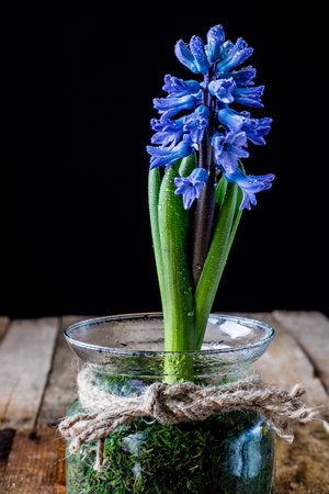 Hyacinth in a glass vase on an old wooden table, black backgroundの写真素材