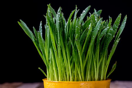 Oatmeal sprouts in a pot of watering can on an old wooden tableの写真素材