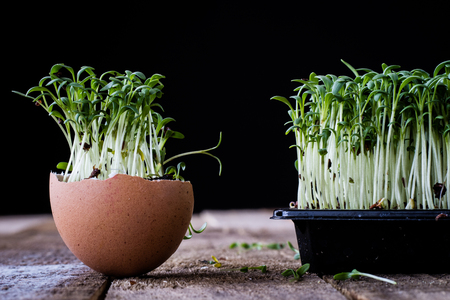 Cress and boiled egg on an old wooden table in kitchen. Black background.の写真素材