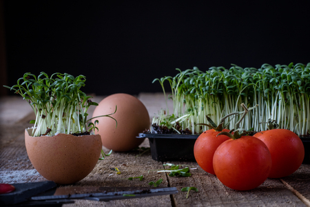 Cress and boiled egg on an old wooden table in kitchen. Black background.の写真素材