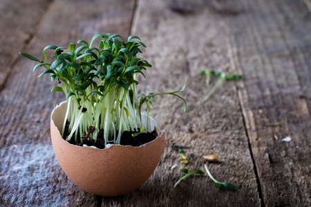 Cress and boiled egg on an old wooden table in kitchen. Black background.の写真素材