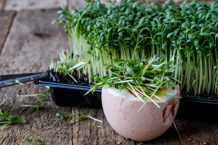Cress and boiled egg on an old wooden table in kitchen. Black background.の写真素材