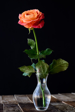 Wet rose on wooden table black backgroundの写真素材