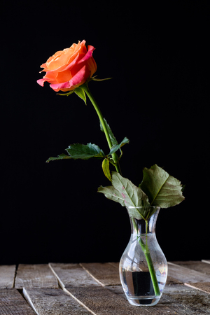 Wet rose on wooden table black backgroundの写真素材