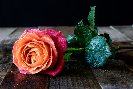 Wet rose on wooden table black backgroundの写真素材