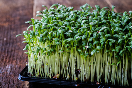 Cress and boiled egg on an old wooden table in kitchen. Black background.の写真素材