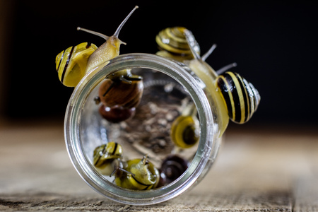 Colorful snails big and small in a glass jar. Wooden table, black backgroundの写真素材