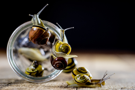 Colorful snails big and small in a glass jar. Wooden table, black backgroundの写真素材
