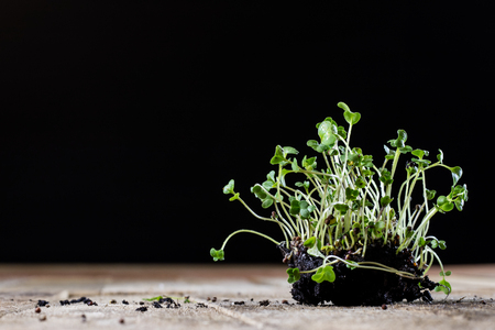 Fresh sprouts Cress. Black ground. Wooden table. Black background. Flowerpot in the shape of a watering can.の写真素材