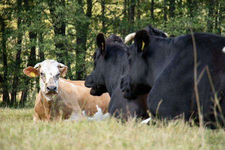 Cows, farm animals, in a meadow. Cows grazing in a meadow. Sunny day, autumn season. September Month
