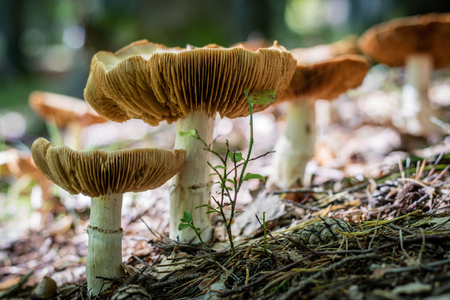 Beautiful poisonous mushrooms and edible mushrooms in the forest. Season of autumn, september.の写真素材