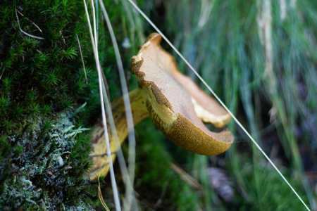Beautiful poisonous mushrooms and edible mushrooms in the forest. Season of autumn, september.