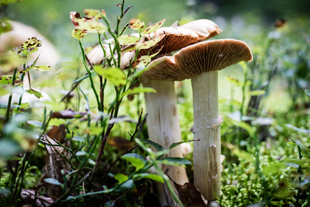 Beautiful poisonous mushrooms and edible mushrooms in the forest. Season of autumn, september.の写真素材
