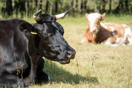 Cows, farm animals, in a meadow. Cows grazing in a meadow. Sunny day, autumn season. September Monthの写真素材