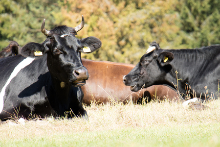 Cows, farm animals, in a meadow. Cows grazing in a meadow. Sunny day, autumn season. September Monthの写真素材
