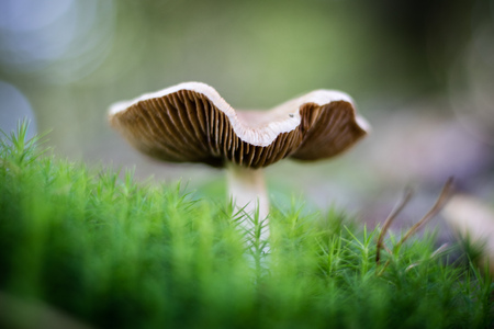 Beautiful poisonous mushrooms and edible mushrooms in the forest. Season of autumn, september.の写真素材