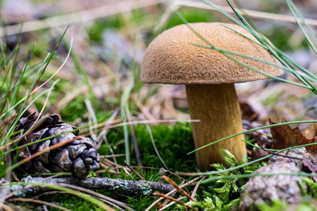 Beautiful poisonous mushrooms in the forest. Mushrooms in the grass. Autumn season Sunny day.の写真素材
