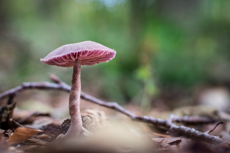 Beautiful poisonous mushrooms in the forest. Mushrooms in the grass. Autumn season Sunny day.の写真素材