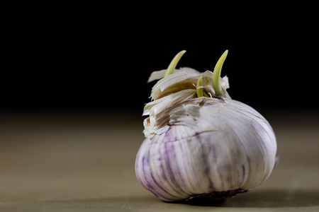 Sprouting cloves of garlic on a wooden table. Garlic with young sprouts. Black background.の写真素材