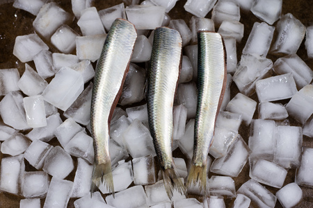 Fish herring on ice cubes. Tasty fresh fillet of herring on an ice foundation. kitchen tableの写真素材