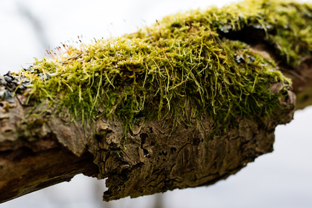 Moss on tree trunks. Forest and trees covered with moss. Forest in the winter.の写真素材