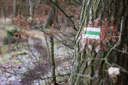 Marking of the tourist route. A tourist road sign on the bark of a pine tree. Forest in the winter.の写真素材
