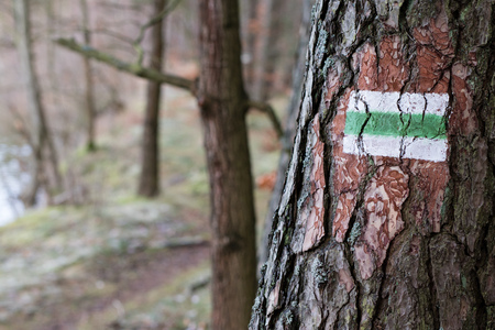Marking of the tourist route. A tourist road sign on the bark of a pine tree. Forest in the winter.の写真素材