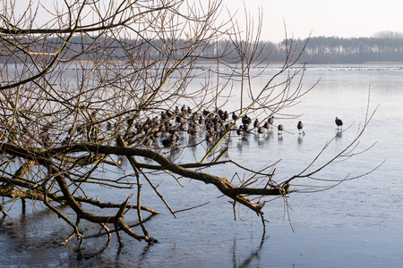 Wild ducks on the ice on the lake. A flock of ducks on ice in the harsh spring sun. Season of the springの写真素材