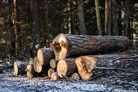 A pile of wood arranged by a forest road. The stacked wood is waiting for deportation from the forest. Season winter.の写真素材