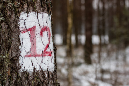 Trees in the forest with numbers on the bark. Winter forest scenery. Season winter.の写真素材