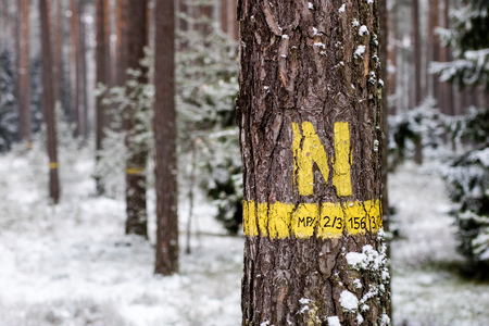 Trees in the forest with numbers on the bark. Winter forest scenery. Season winter.の写真素材