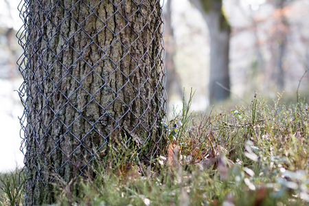 A forest growing in the vicinity of beavers. Tree trunks felled by beavers. Early spring season.の写真素材