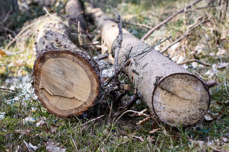 Branch of a deciduous tree. Cut wood into pieces in the forest area. Springtime season.