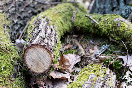 Branch of a deciduous tree. Cut wood into pieces in the forest area. Springtime season.