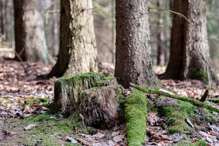Old mossy tree trunk in a wooded area. Traces of an old logging. Season of the spring.