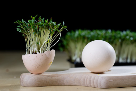 Cress sprouts on the kitchen table. Eggs and herbs in the kitchen before the holidays of the great night. Dark background.の写真素材