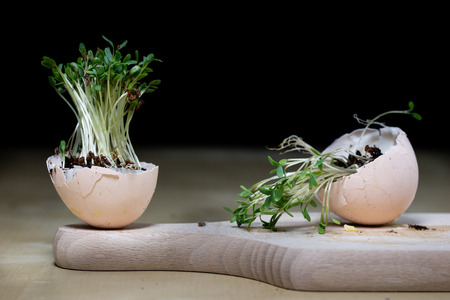 Cress sprouts on the kitchen table. Eggs and herbs in the kitchen before the holidays of the great night. Dark background.の写真素材