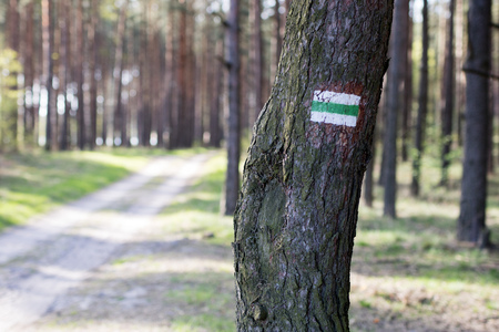 Marking tourist routes on a tree in the forest. Trees with signs for use in the field. Season of the...