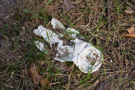 Garbage left in the forest. Plastic bottles littering forest areas and parks. Season of the spring.の写真素材