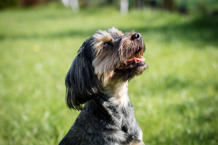 Dog running around the yard at home. Home animals on a backyard lawn. Season of the spring.の写真素材