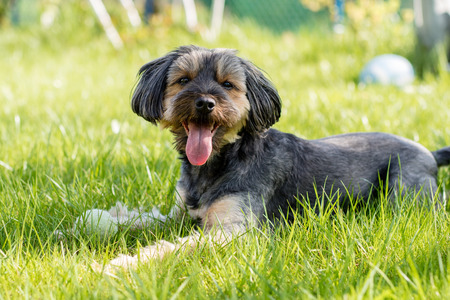 Dog running around the yard at home. Home animals on a backyard lawn. Season of the spring.の写真素材