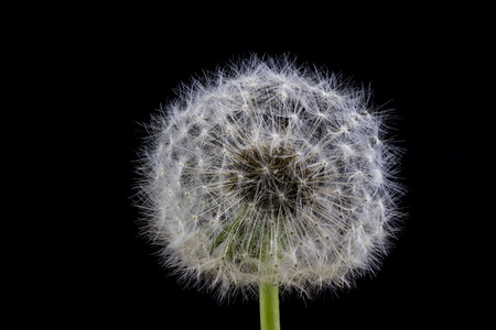 Seeds of dandelion in a close-up. Grain spread by the wind. Blowing on dandelions glad children of every generation. Season of the spring.の写真素材