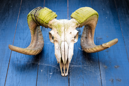 Muffa horns with a skull suspended on a wooden house wall. Arms of a horned game hanging above the entrance of an old house. Season of the spring.の写真素材