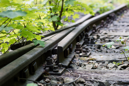 Old railway tracks overgrown with trees. Forgotten railway line. Season of the summer.