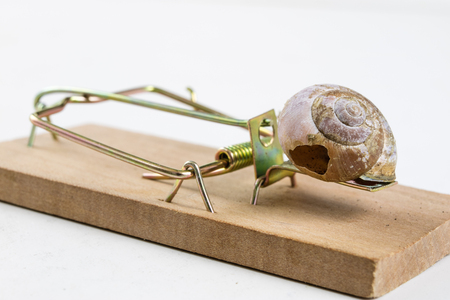 Mousetrap and empty damaged snail shell. The developer's trap is figuratively. White background.の写真素材