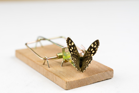 A mousetrap and a butterfly sitting on it. Insect trap for metaphors. White background.の写真素材