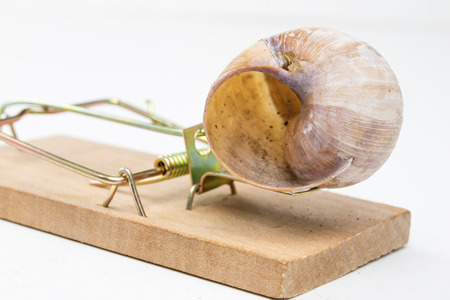 Mousetrap and empty damaged snail shell. The developer's trap is figuratively. White background.の写真素材